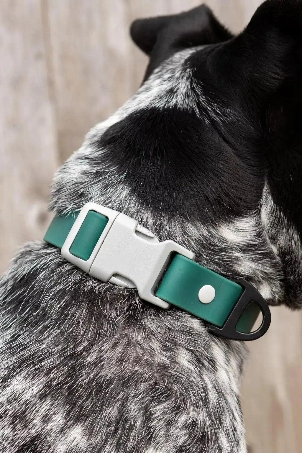 Siberian Spruce Waterproof Dog Collar Burgundy Perses