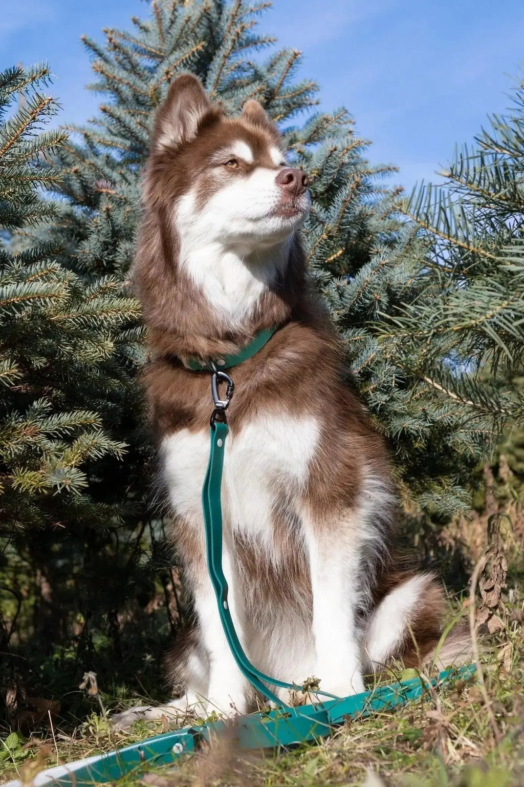 Siberian Spruce Waterproof Dog Collar Burgundy Perses